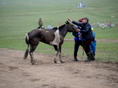 Их насны морьдын уралдааны үеэр гурван морь эндлээ